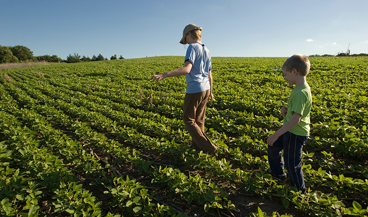 When to Consider Reducing Soybean Planting Populations