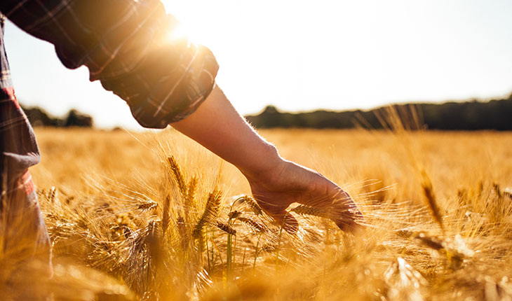 What information can a soil test provide?