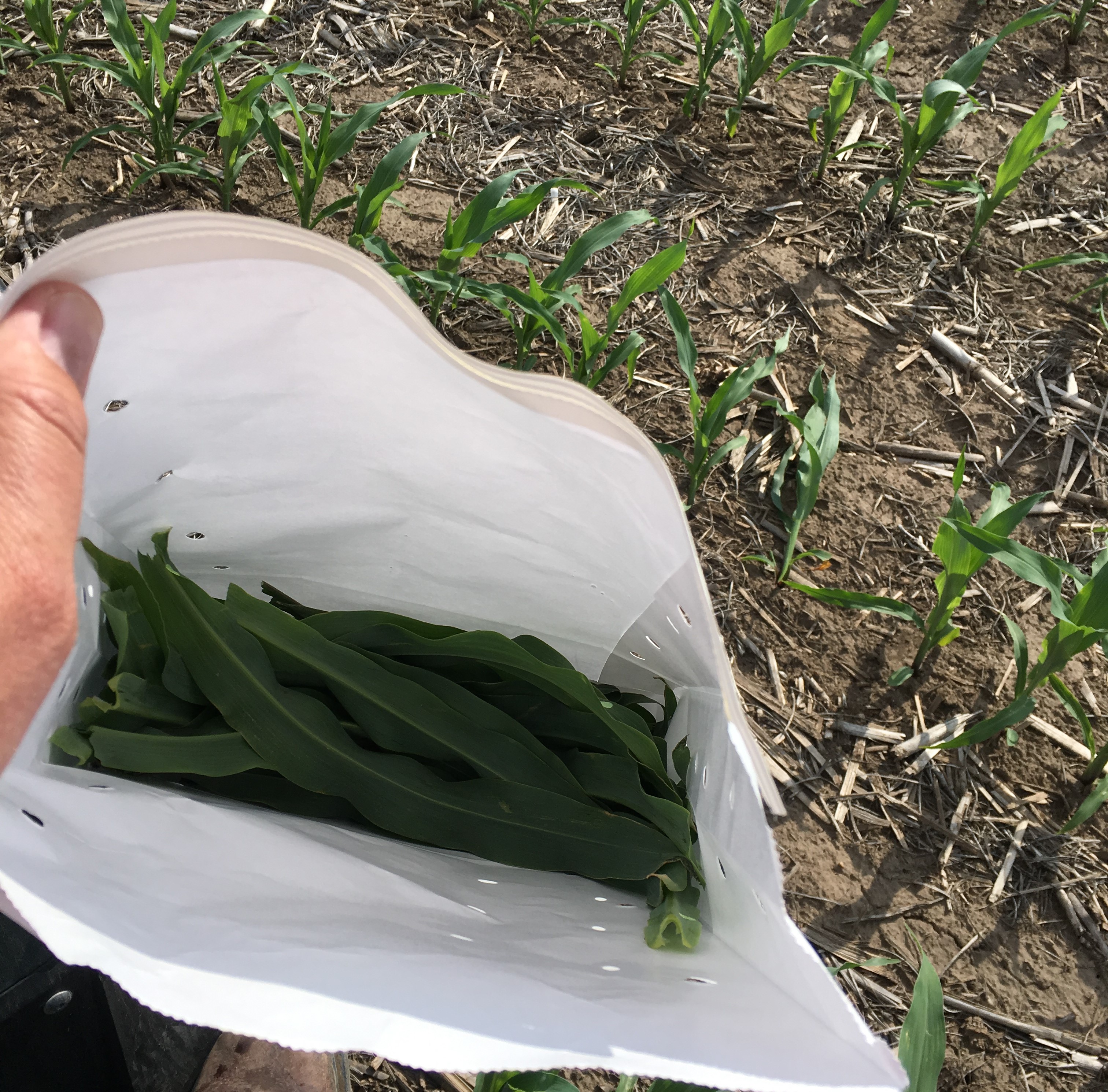 In Season Nitrogen Testing