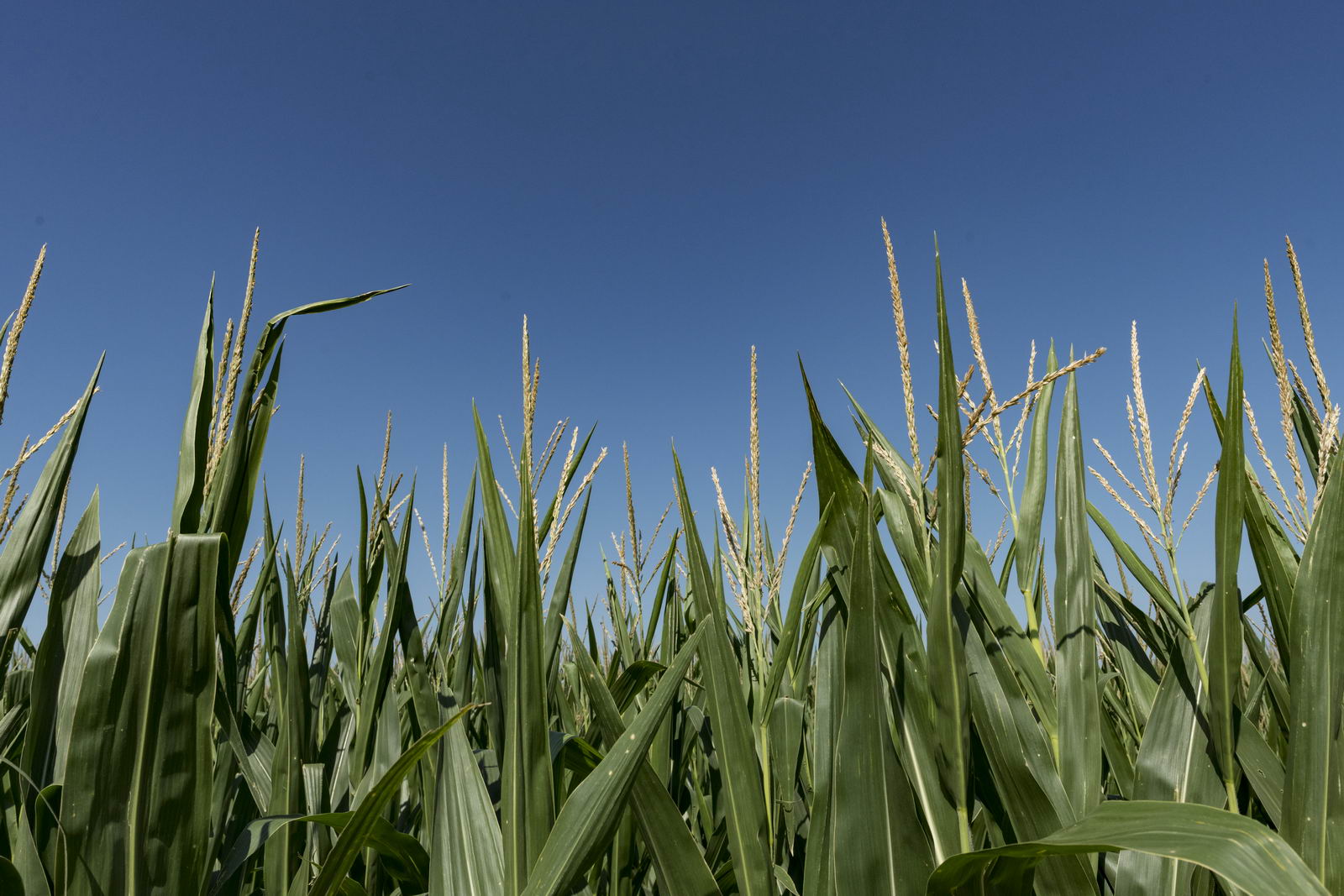 Fungicide on Corn