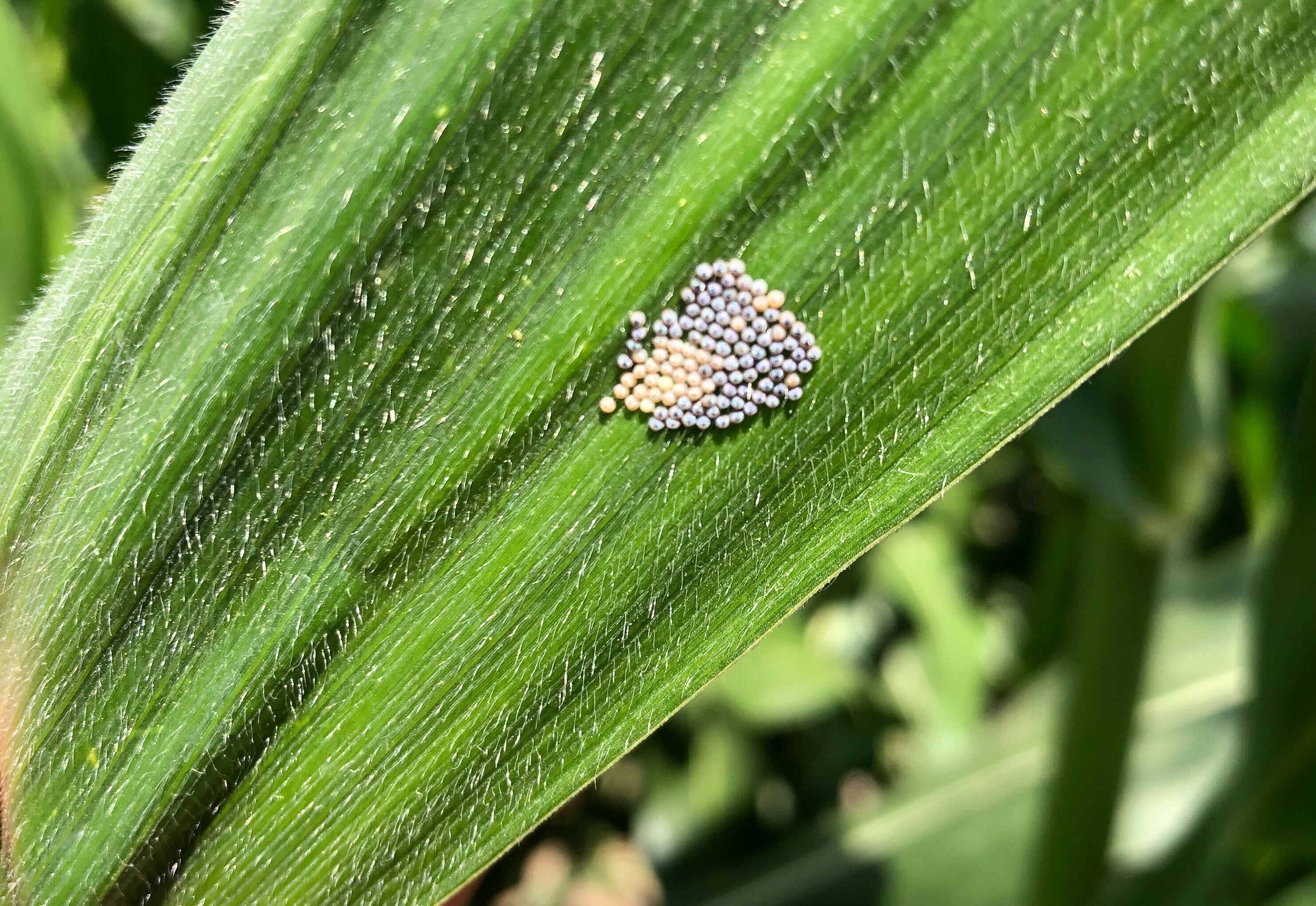 Corn Ear Damaging Pests