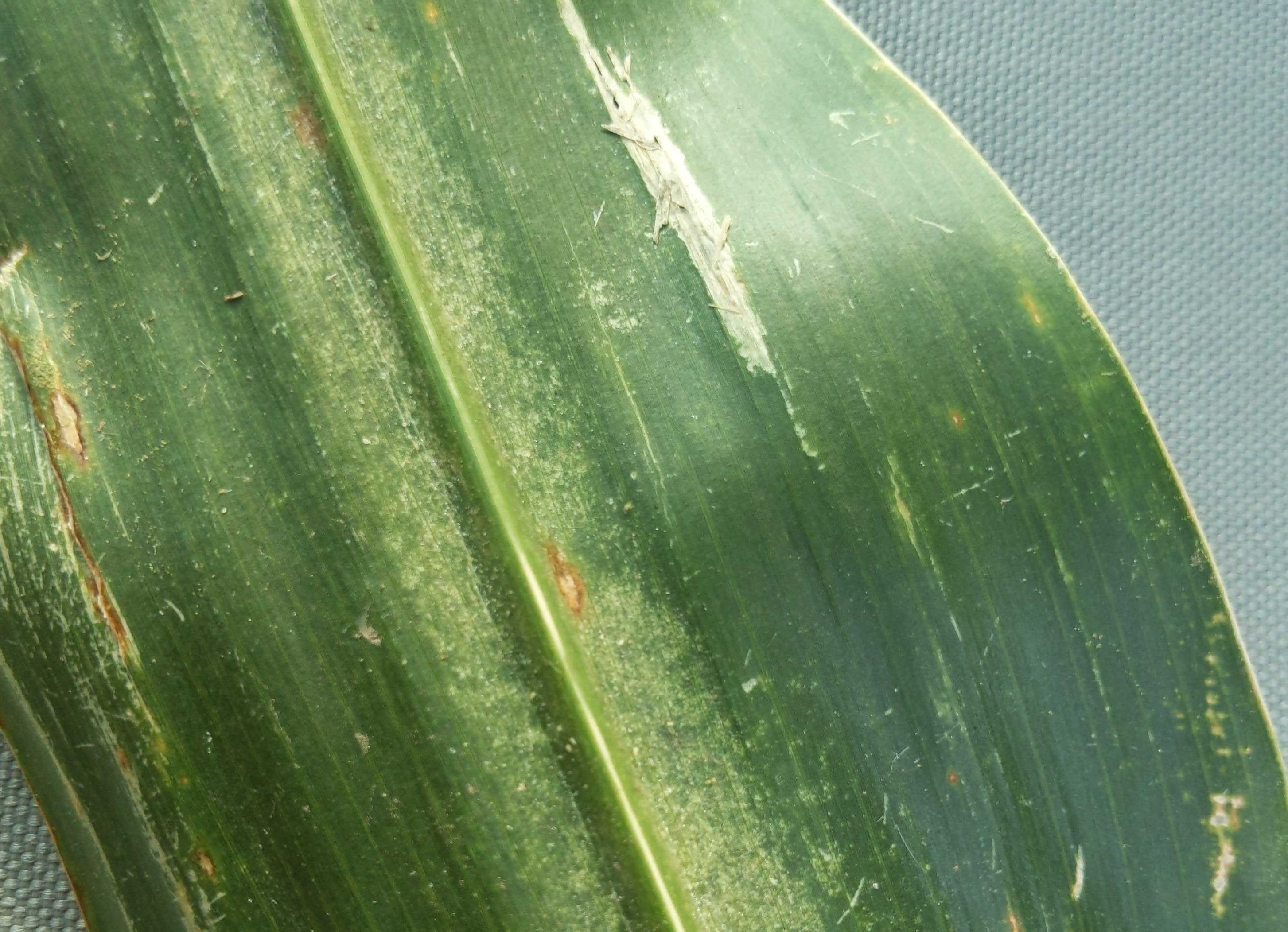 Spider Mites