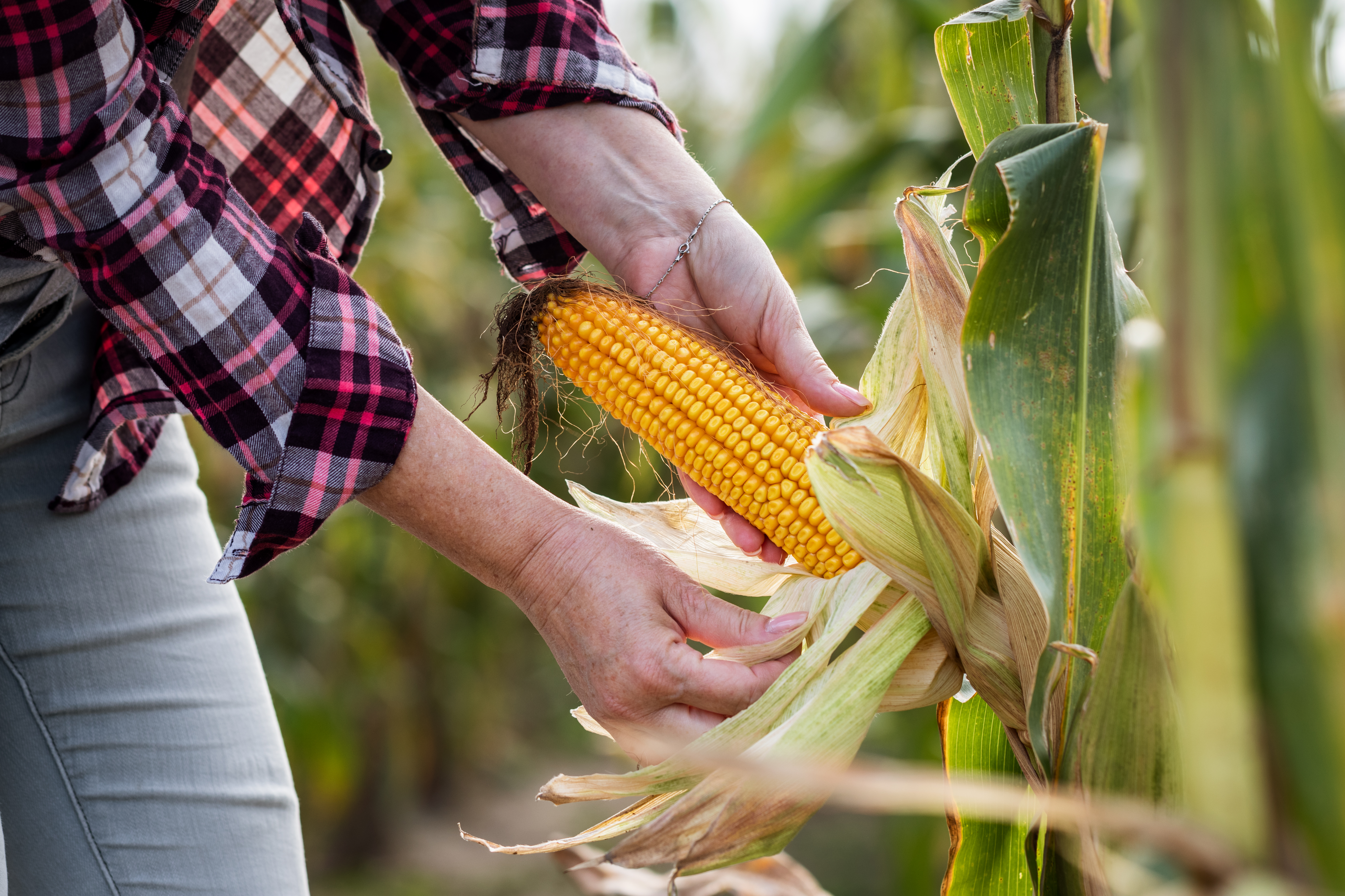 Nitrogen Stabilizers