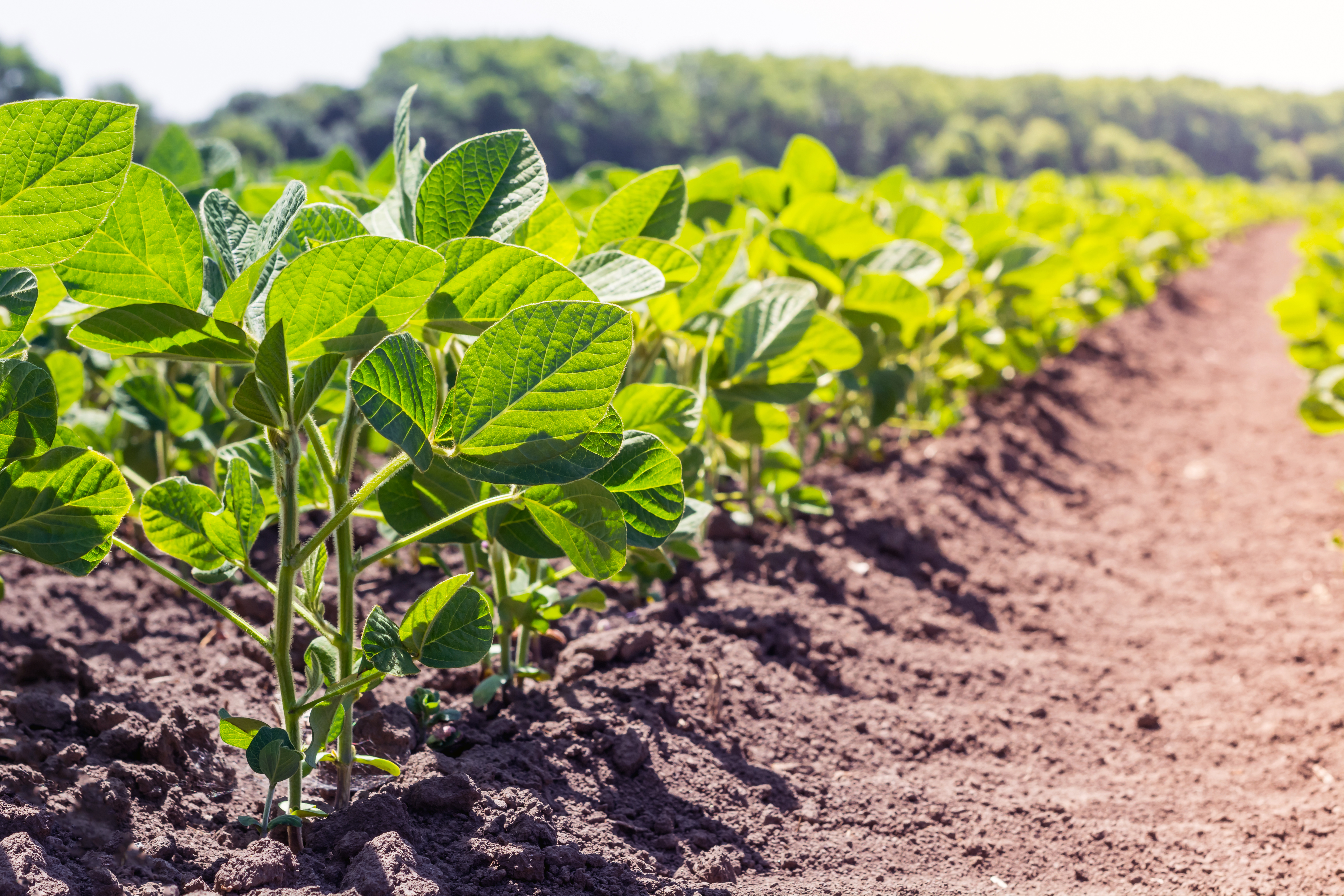 Optimum Soybean Planting Population