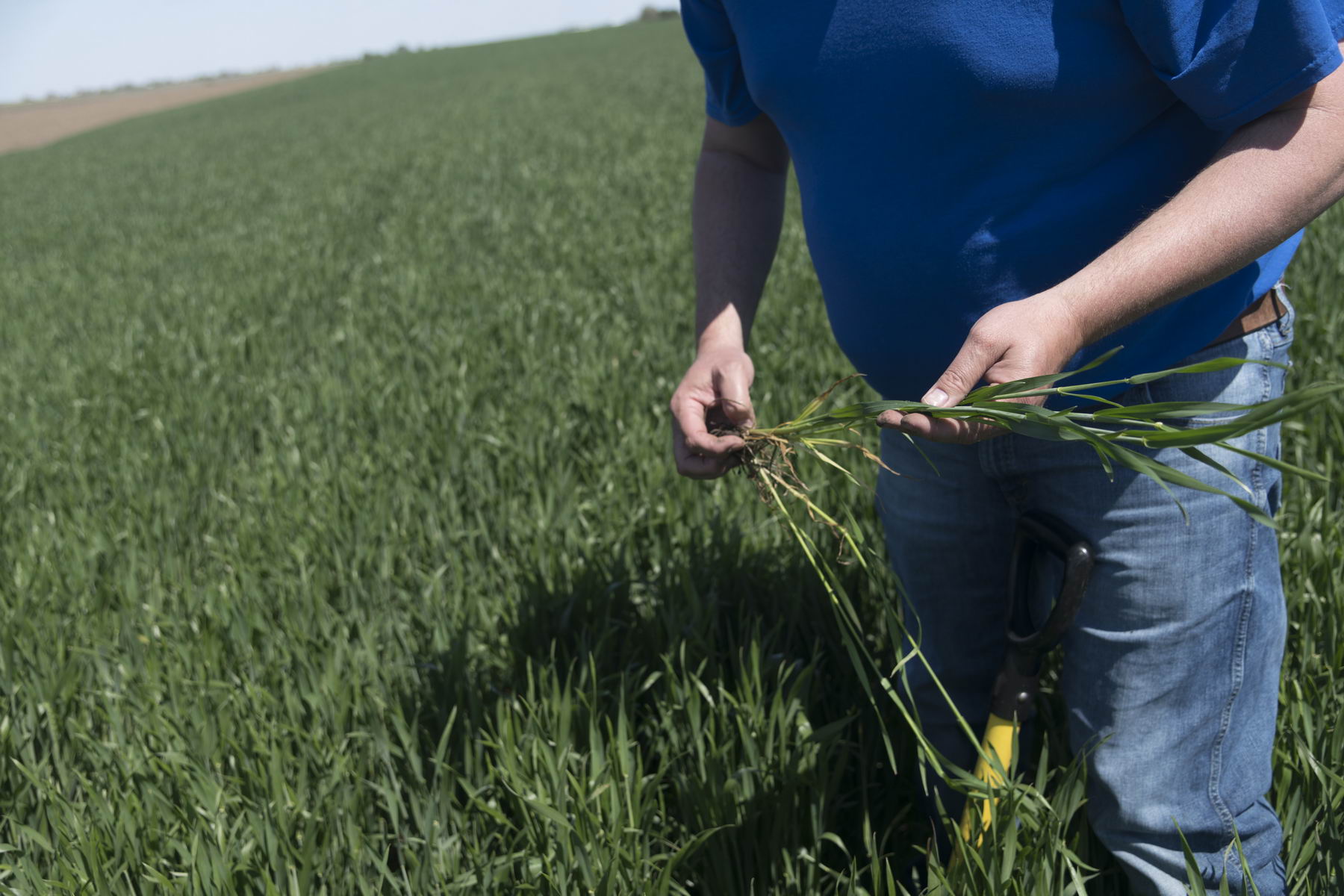 Management for Wheat at Flag Leaf
