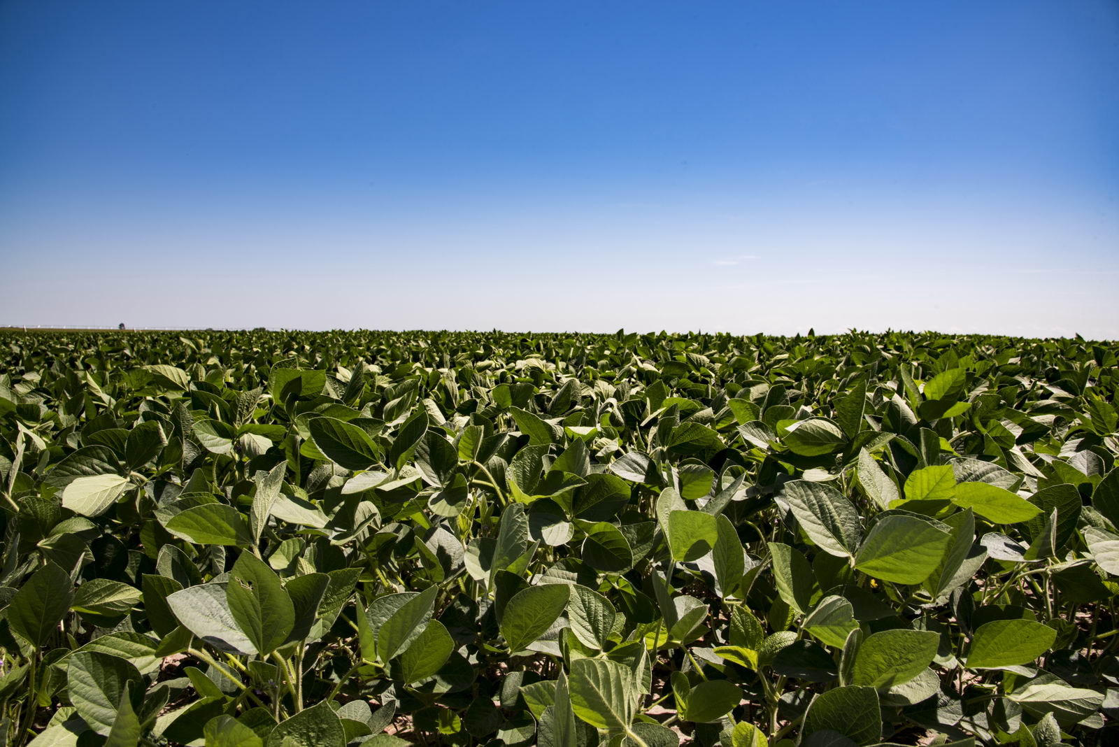 Fungicide on Soybeans