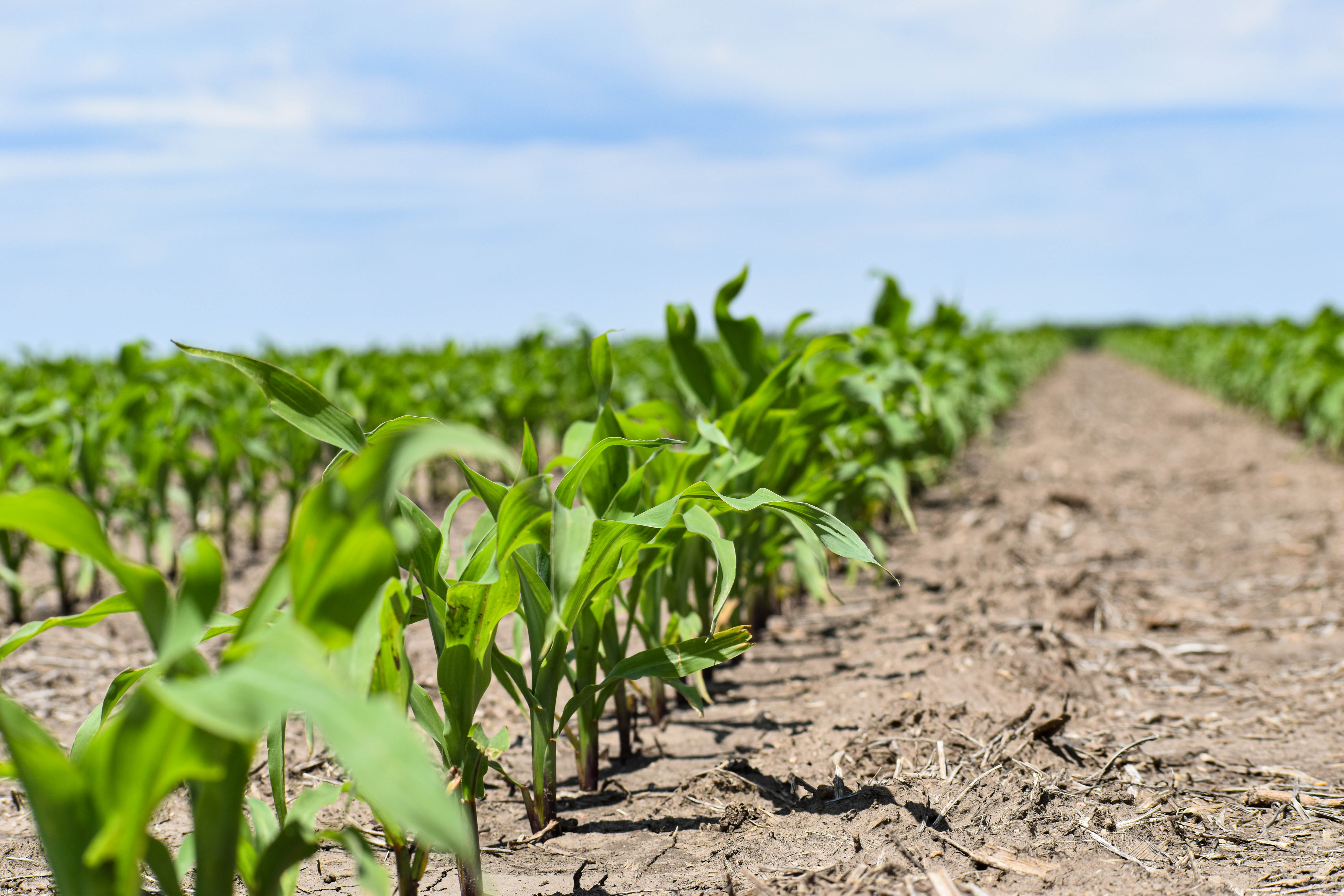 Corn Stand Evaluations