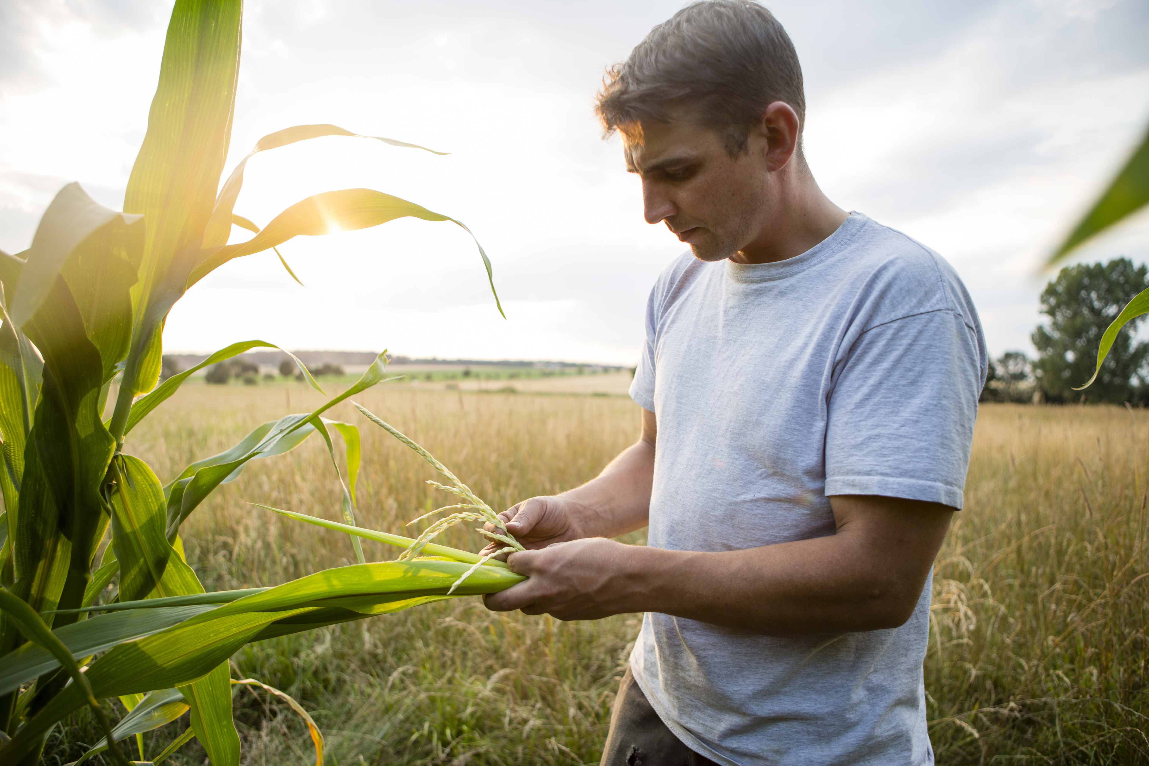Corn Tissue Sampling