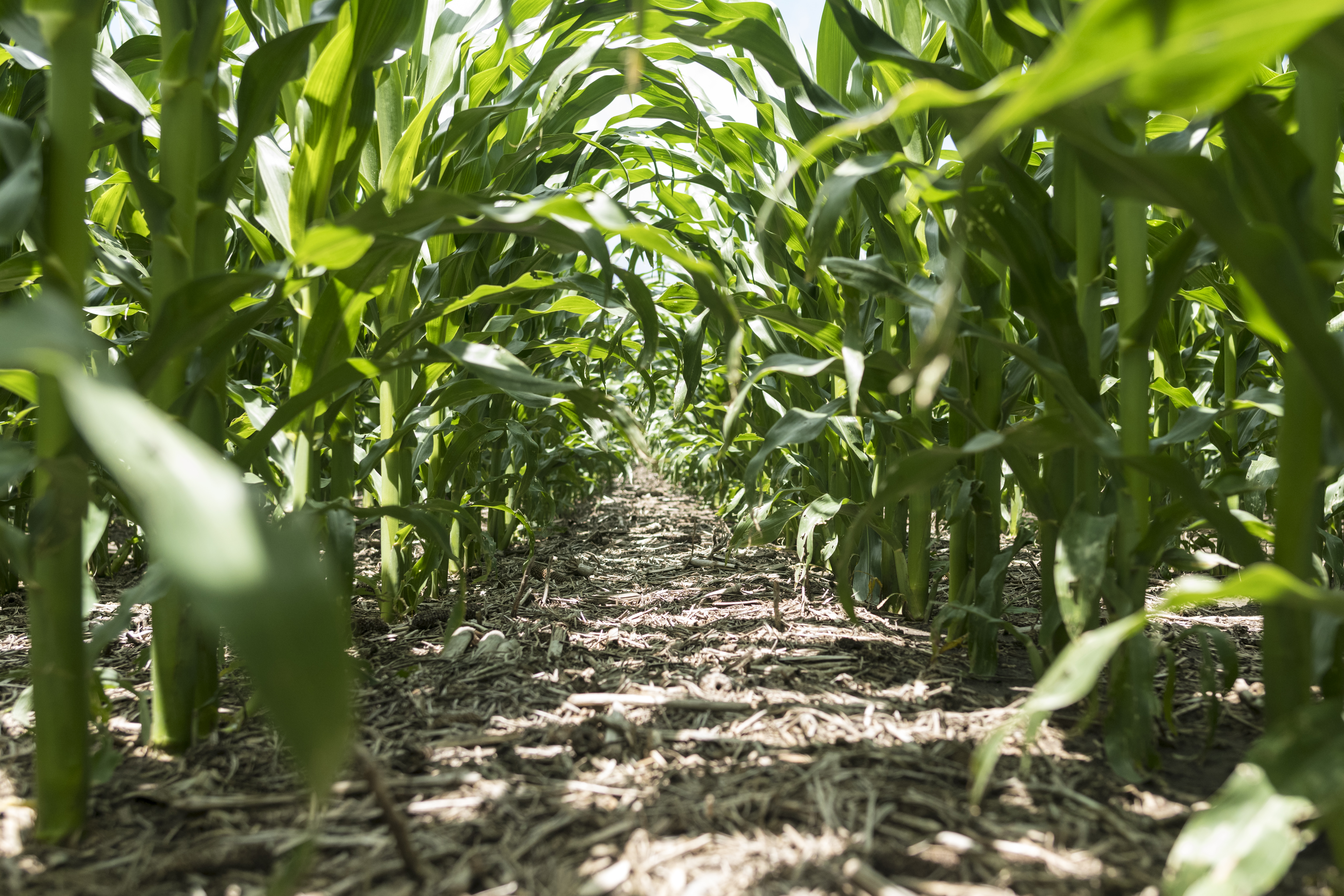 Foliar Nutrients For High Yield Management